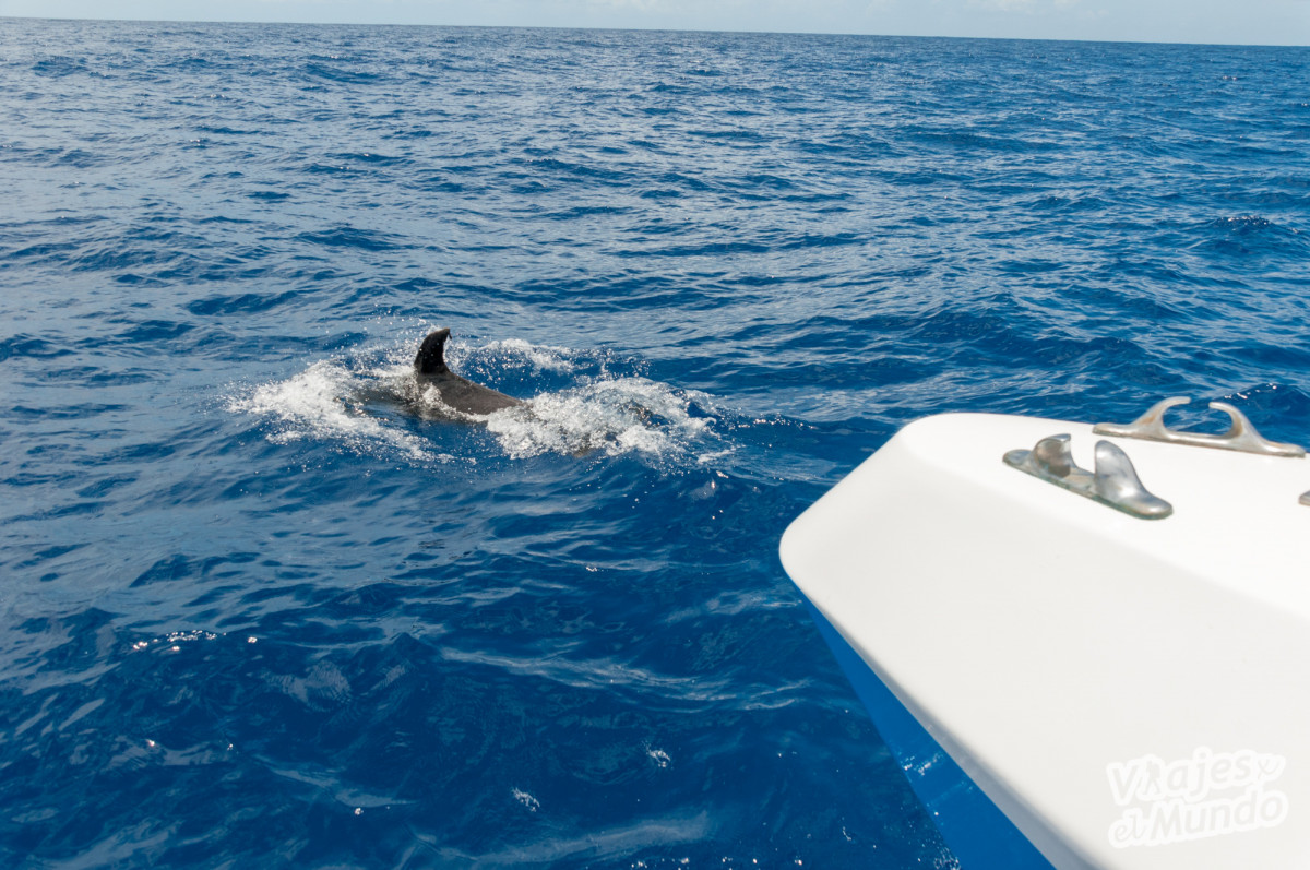 Avistamiento De Delfines Y Ballenas En La Palma En Busqueda De Cetaceos